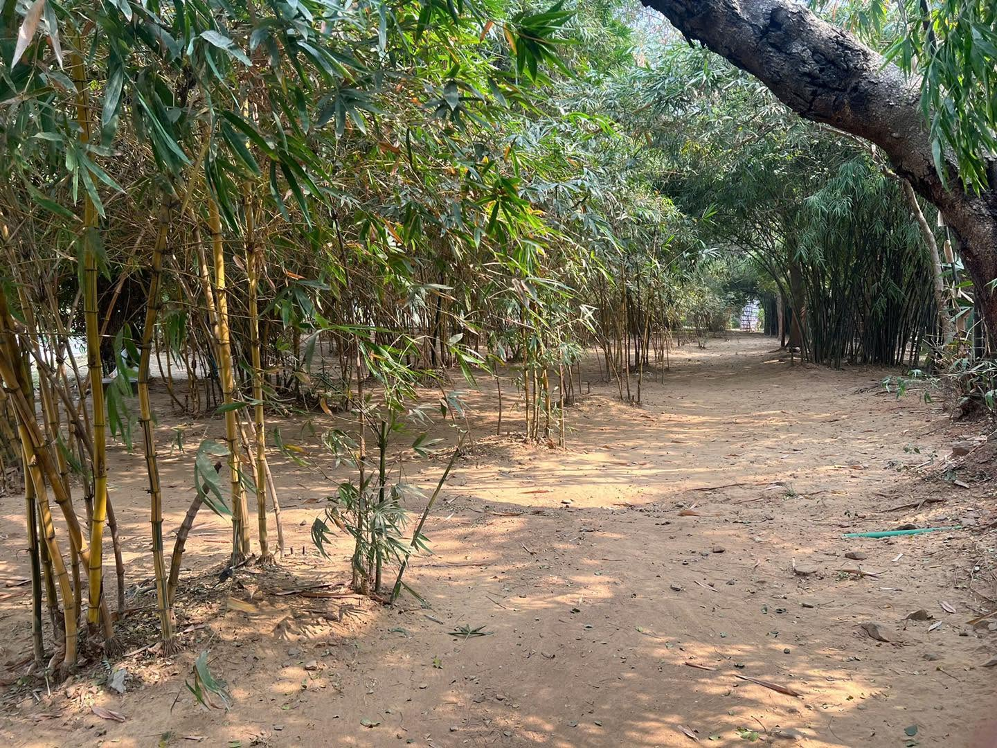 Veluvana (Trúc Lâm)