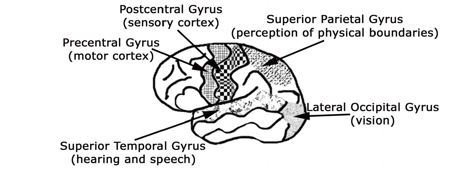 Gyrus