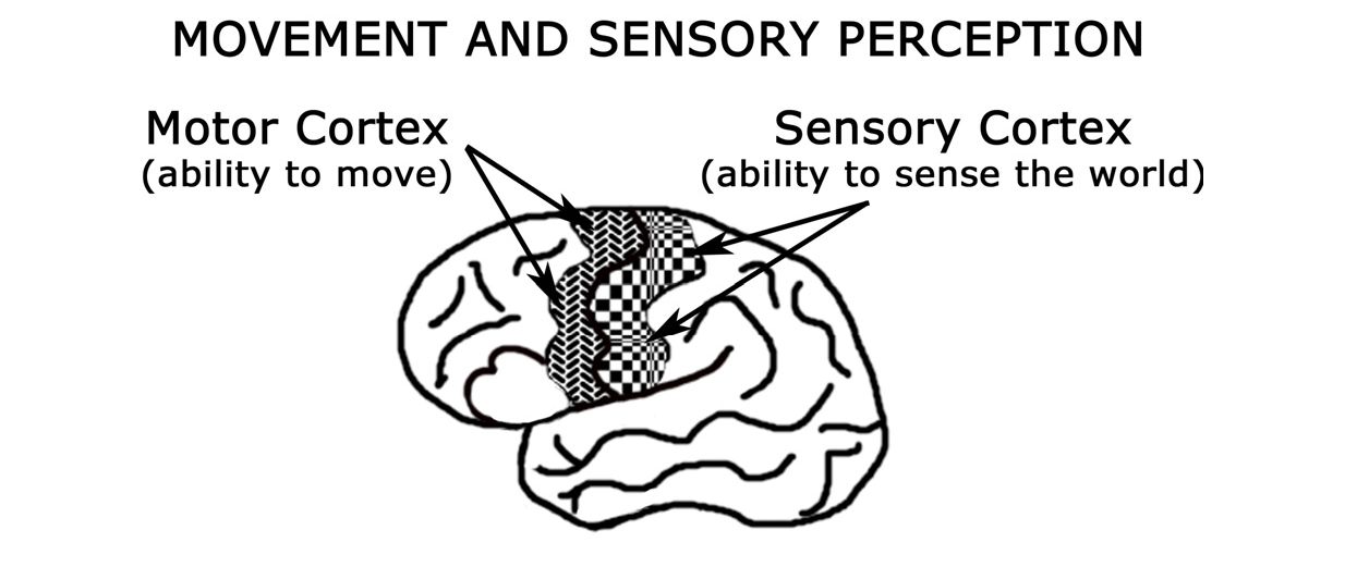 MOVEMENT AND SENSORY PERCEPTION: Vận động và Cảm nhận giác quan